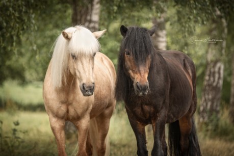 Portrait Ponys