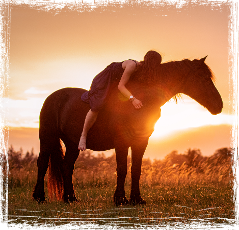 Pferd im Sonnenuntergang beim Shooting mit Jana Hartmann Fotografie in Karlsruhe